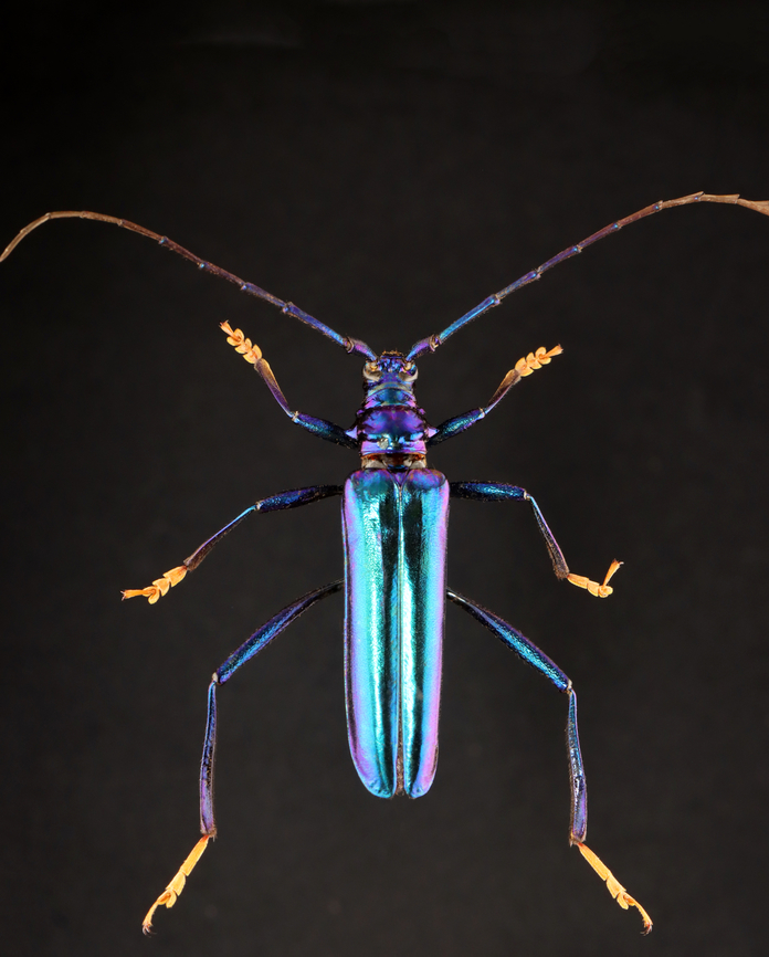 Beetle - Chloridolum laotium *Pinned specimen Chloridolum,Chloridolum laotium,Longhorn beetle,beetle,cerambycidae