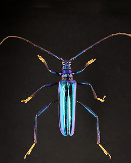 Beetle - Chloridolum laotium *Pinned specimen Chloridolum,Chloridolum laotium,Longhorn beetle,beetle,cerambycidae