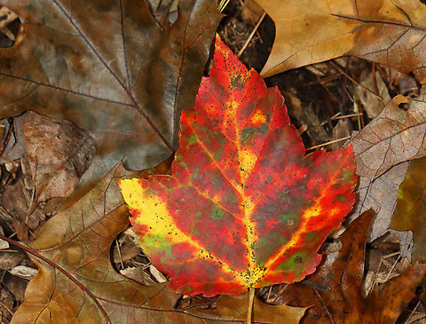 Maple Leaf - Acer rubrum Habitat: Deciduous forest Acer,Acer rubrum,Fall,Geotagged,Red Maple,United States,autumn,fall foliage,leaf,maple