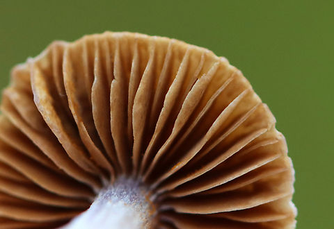 Mushroom - Cortinarius collinitus group Habitat: Growing on the ground along a hiking trail; mixed forest
https://www.jungledragon.com/image/143884/mushroom_-_cortinarius_sp.html
https://www.jungledragon.com/image/143886/mushroom_-_cortinarius_sp.html
https://www.jungledragon.com/image/143885/mushroom_-_cortinarius_sp.html Cortinarius,Fall,Geotagged,United States,fungus,mushroom