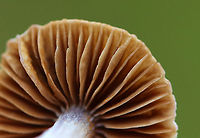 Mushroom - Cortinarius collinitus group Habitat: Growing on the ground along a hiking trail; mixed forest<br />
https://www.jungledragon.com/image/143884/mushroom_-_cortinarius_sp.html<br />
https://www.jungledragon.com/image/143886/mushroom_-_cortinarius_sp.html<br />
https://www.jungledragon.com/image/143885/mushroom_-_cortinarius_sp.html Cortinarius,Fall,Geotagged,United States,fungus,mushroom