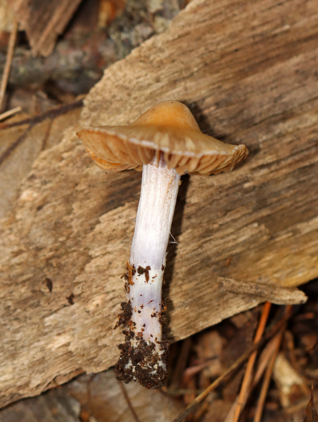 Mushroom - Cortinarius collinitus group Habitat: Growing on the ground along a hiking trail; mixed forest<br />
<figure class="photo"><a href="https://www.jungledragon.com/image/143884/mushroom_-_cortinarius_collinitus_group.html" title="Mushroom - Cortinarius collinitus group"><img src="https://s3.amazonaws.com/media.jungledragon.com/images/3232/143884_thumb.jpg?AWSAccessKeyId=05GMT0V3GWVNE7GGM1R2&Expires=1759968010&Signature=oIVfkOgKdWqJIbYU9hqeyBq6QSE%3D" width="200" height="138" alt="Mushroom - Cortinarius collinitus group Habitat: Growing on the ground along a hiking trail; mixed forest<br />
https://www.jungledragon.com/image/143884/mushroom_-_cortinarius_sp.html<br />
https://www.jungledragon.com/image/143886/mushroom_-_cortinarius_sp.html<br />
https://www.jungledragon.com/image/143885/mushroom_-_cortinarius_sp.html Cortinarius,Fall,Geotagged,United States,fungus,mushroom" /></a></figure><br />
<figure class="photo"><a href="https://www.jungledragon.com/image/143886/mushroom_-_cortinarius_collinitus_group.html" title="Mushroom - Cortinarius collinitus group"><img src="https://s3.amazonaws.com/media.jungledragon.com/images/3232/143886_thumb.jpg?AWSAccessKeyId=05GMT0V3GWVNE7GGM1R2&Expires=1759968010&Signature=hBuqYfRPlk6G%2BZcYW6dwKwwjYeU%3D" width="124" height="152" alt="Mushroom - Cortinarius collinitus group Habitat: Growing on the ground along a hiking trail; mixed forest<br />
https://www.jungledragon.com/image/143884/mushroom_-_cortinarius_sp.html<br />
https://www.jungledragon.com/image/143886/mushroom_-_cortinarius_sp.html<br />
https://www.jungledragon.com/image/143885/mushroom_-_cortinarius_sp.html Fall,Geotagged,United States" /></a></figure><br />
<figure class="photo"><a href="https://www.jungledragon.com/image/143885/mushroom_-_cortinarius_collinitus_group.html" title="Mushroom - Cortinarius collinitus group"><img src="https://s3.amazonaws.com/media.jungledragon.com/images/3232/143885_thumb.jpg?AWSAccessKeyId=05GMT0V3GWVNE7GGM1R2&Expires=1759968010&Signature=DrVVUrPUYcK4sjKR6AYgop%2FEYlU%3D" width="116" height="152" alt="Mushroom - Cortinarius collinitus group Habitat: Growing on the ground along a hiking trail; mixed forest<br />
https://www.jungledragon.com/image/143884/mushroom_-_cortinarius_sp.html<br />
https://www.jungledragon.com/image/143886/mushroom_-_cortinarius_sp.html<br />
https://www.jungledragon.com/image/143885/mushroom_-_cortinarius_sp.html Fall,Geotagged,United States" /></a></figure> Fall,Geotagged,United States