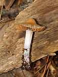 Mushroom - Cortinarius collinitus group Habitat: Growing on the ground along a hiking trail; mixed forest<br />
https://www.jungledragon.com/image/143884/mushroom_-_cortinarius_sp.html<br />
https://www.jungledragon.com/image/143886/mushroom_-_cortinarius_sp.html<br />
https://www.jungledragon.com/image/143885/mushroom_-_cortinarius_sp.html Fall,Geotagged,United States