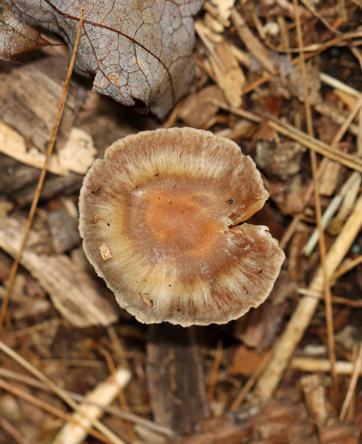 Mushroom - Cortinarius collinitus group Habitat: Growing on the ground along a hiking trail; mixed forest<br />
<figure class="photo"><a href="https://www.jungledragon.com/image/143884/mushroom_-_cortinarius_collinitus_group.html" title="Mushroom - Cortinarius collinitus group"><img src="https://s3.amazonaws.com/media.jungledragon.com/images/3232/143884_thumb.jpg?AWSAccessKeyId=05GMT0V3GWVNE7GGM1R2&Expires=1759968010&Signature=oIVfkOgKdWqJIbYU9hqeyBq6QSE%3D" width="200" height="138" alt="Mushroom - Cortinarius collinitus group Habitat: Growing on the ground along a hiking trail; mixed forest<br />
https://www.jungledragon.com/image/143884/mushroom_-_cortinarius_sp.html<br />
https://www.jungledragon.com/image/143886/mushroom_-_cortinarius_sp.html<br />
https://www.jungledragon.com/image/143885/mushroom_-_cortinarius_sp.html Cortinarius,Fall,Geotagged,United States,fungus,mushroom" /></a></figure><br />
<figure class="photo"><a href="https://www.jungledragon.com/image/143886/mushroom_-_cortinarius_collinitus_group.html" title="Mushroom - Cortinarius collinitus group"><img src="https://s3.amazonaws.com/media.jungledragon.com/images/3232/143886_thumb.jpg?AWSAccessKeyId=05GMT0V3GWVNE7GGM1R2&Expires=1759968010&Signature=hBuqYfRPlk6G%2BZcYW6dwKwwjYeU%3D" width="124" height="152" alt="Mushroom - Cortinarius collinitus group Habitat: Growing on the ground along a hiking trail; mixed forest<br />
https://www.jungledragon.com/image/143884/mushroom_-_cortinarius_sp.html<br />
https://www.jungledragon.com/image/143886/mushroom_-_cortinarius_sp.html<br />
https://www.jungledragon.com/image/143885/mushroom_-_cortinarius_sp.html Fall,Geotagged,United States" /></a></figure><br />
<figure class="photo"><a href="https://www.jungledragon.com/image/143885/mushroom_-_cortinarius_collinitus_group.html" title="Mushroom - Cortinarius collinitus group"><img src="https://s3.amazonaws.com/media.jungledragon.com/images/3232/143885_thumb.jpg?AWSAccessKeyId=05GMT0V3GWVNE7GGM1R2&Expires=1759968010&Signature=DrVVUrPUYcK4sjKR6AYgop%2FEYlU%3D" width="116" height="152" alt="Mushroom - Cortinarius collinitus group Habitat: Growing on the ground along a hiking trail; mixed forest<br />
https://www.jungledragon.com/image/143884/mushroom_-_cortinarius_sp.html<br />
https://www.jungledragon.com/image/143886/mushroom_-_cortinarius_sp.html<br />
https://www.jungledragon.com/image/143885/mushroom_-_cortinarius_sp.html Fall,Geotagged,United States" /></a></figure> Fall,Geotagged,United States