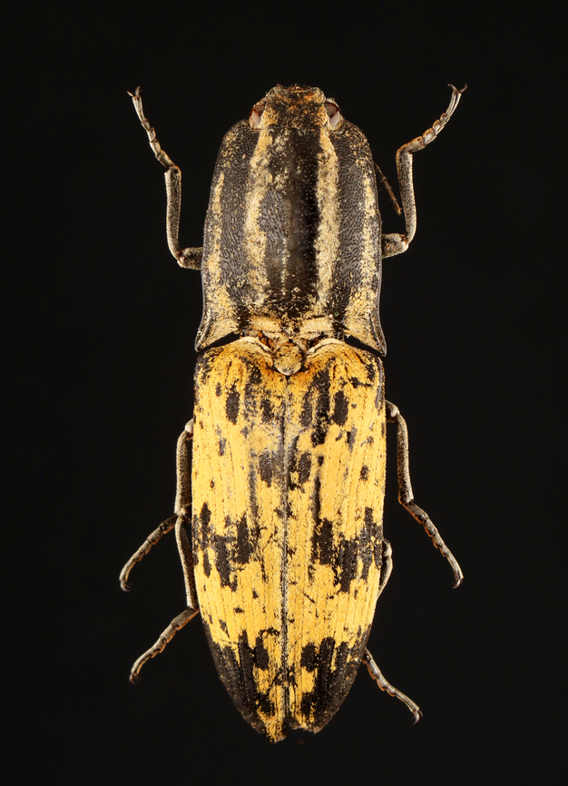 Click Beetle - Alaus quadrivittata *Pinned specimen; native to Indonesia Alaus,Alaus quadrivittata,beetle,click beetle,elateridae,indonesia