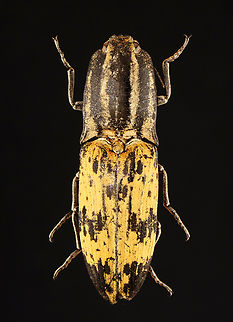 Click Beetle - Alaus quadrivittata *Pinned specimen; native to Indonesia Alaus,Alaus quadrivittata,beetle,click beetle,elateridae,indonesia