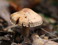 Mushroom - Cortinarius sp. Habitat: Mixed forest<br />
https://www.jungledragon.com/image/144014/mushroom_-_cortinarius_sp.html Cortinarius,Fall,Geotagged,United States,fungus,mushroom