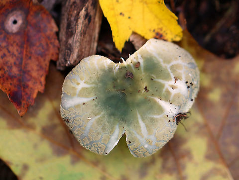 Crusty Russula - Russula crustosa Habitat: Mixed forest Crusty Russula,Fall,Geotagged,Russula,Russula crustosa,United States,fungus,mushroom