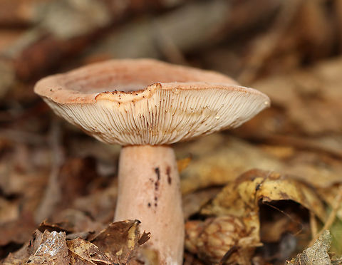 Milkcap - Lactarius quietus var. incanus Habitat: Mixed forest Fall,Geotagged,Lactarius,Lactarius quietus,Lactarius quietus var. incanus,United States,fungus,mushroom