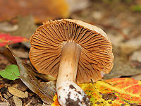 Mushroom - Cortinarius sp. Habitat: Mixed forest<br />
https://www.jungledragon.com/image/144011/mushroom_-_cortinarius_sp.html<br />
 Fall,Geotagged,United States
