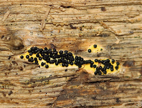 Rosellinia subiculata Habitat: Growing on decorticated wood; mixed forest Fall,Geotagged,Rosellinia,Rosellinia subiculata,United States,fungus