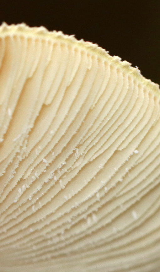 Coker's Lavender Staining Amanita - Amanita lavendula group Habitat: Growing on the ground in a mixed forest<br />
<figure class="photo"><a href="https://www.jungledragon.com/image/144016/cokers_lavender_staining_amanita_-_amanita_lavendula_group.html" title="Coker&#039;s Lavender Staining Amanita - Amanita lavendula group"><img src="https://s3.amazonaws.com/media.jungledragon.com/images/3232/144016_thumb.jpg?AWSAccessKeyId=05GMT0V3GWVNE7GGM1R2&Expires=1767225610&Signature=KC2zRl5z%2FCNl7OyueeYP5zAcpeQ%3D" width="90" height="152" alt="Coker&#039;s Lavender Staining Amanita - Amanita lavendula group Habitat: Growing on the ground in a mixed forest<br />
https://www.jungledragon.com/image/144016/cokers_lavender_staining_amanita_-_amanita_lavendula_group.html<br />
https://www.jungledragon.com/image/144018/cokers_lavender_staining_amanita_-_amanita_lavendula_group.html<br />
https://www.jungledragon.com/image/144017/cokers_lavender_staining_amanita_-_amanita_lavendula_group.html Amanita lavendula,Coker&#039;s Lavender Staining Amanita,Fall,Geotagged,United States" /></a></figure><br />
<figure class="photo"><a href="https://www.jungledragon.com/image/144018/cokers_lavender_staining_amanita_-_amanita_lavendula_group.html" title="Coker&#039;s Lavender Staining Amanita - Amanita lavendula group"><img src="https://s3.amazonaws.com/media.jungledragon.com/images/3232/144018_thumb.jpg?AWSAccessKeyId=05GMT0V3GWVNE7GGM1R2&Expires=1767225610&Signature=5ev2Xp0QRW0I70i%2BcIWq2fS4UAI%3D" width="120" height="152" alt="Coker&#039;s Lavender Staining Amanita - Amanita lavendula group Habitat: Growing on the ground in a mixed forest<br />
https://www.jungledragon.com/image/144016/cokers_lavender_staining_amanita_-_amanita_lavendula_group.html<br />
https://www.jungledragon.com/image/144018/cokers_lavender_staining_amanita_-_amanita_lavendula_group.html<br />
https://www.jungledragon.com/image/144017/cokers_lavender_staining_amanita_-_amanita_lavendula_group.html Amanita lavendula,Coker&#039;s Lavender Staining Amanita,Fall,Geotagged,United States,amanita,fungus,mushroom" /></a></figure><br />
<figure class="photo"><a href="https://www.jungledragon.com/image/144017/cokers_lavender_staining_amanita_-_amanita_lavendula_group.html" title="Coker&#039;s Lavender Staining Amanita - Amanita lavendula group"><img src="https://s3.amazonaws.com/media.jungledragon.com/images/3232/144017_thumb.jpg?AWSAccessKeyId=05GMT0V3GWVNE7GGM1R2&Expires=1767225610&Signature=tgss9KefYTH%2BIRO28qktIqgDIcE%3D" width="200" height="168" alt="Coker&#039;s Lavender Staining Amanita - Amanita lavendula group Habitat: Growing on the ground in a mixed forest<br />
https://www.jungledragon.com/image/144016/cokers_lavender_staining_amanita_-_amanita_lavendula_group.html<br />
https://www.jungledragon.com/image/144018/cokers_lavender_staining_amanita_-_amanita_lavendula_group.html<br />
https://www.jungledragon.com/image/144017/cokers_lavender_staining_amanita_-_amanita_lavendula_group.html Amanita lavendula,Coker&#039;s Lavender Staining Amanita,Fall,Geotagged,United States" /></a></figure> Amanita lavendula,Coker's Lavender Staining Amanita,Fall,Geotagged,United States