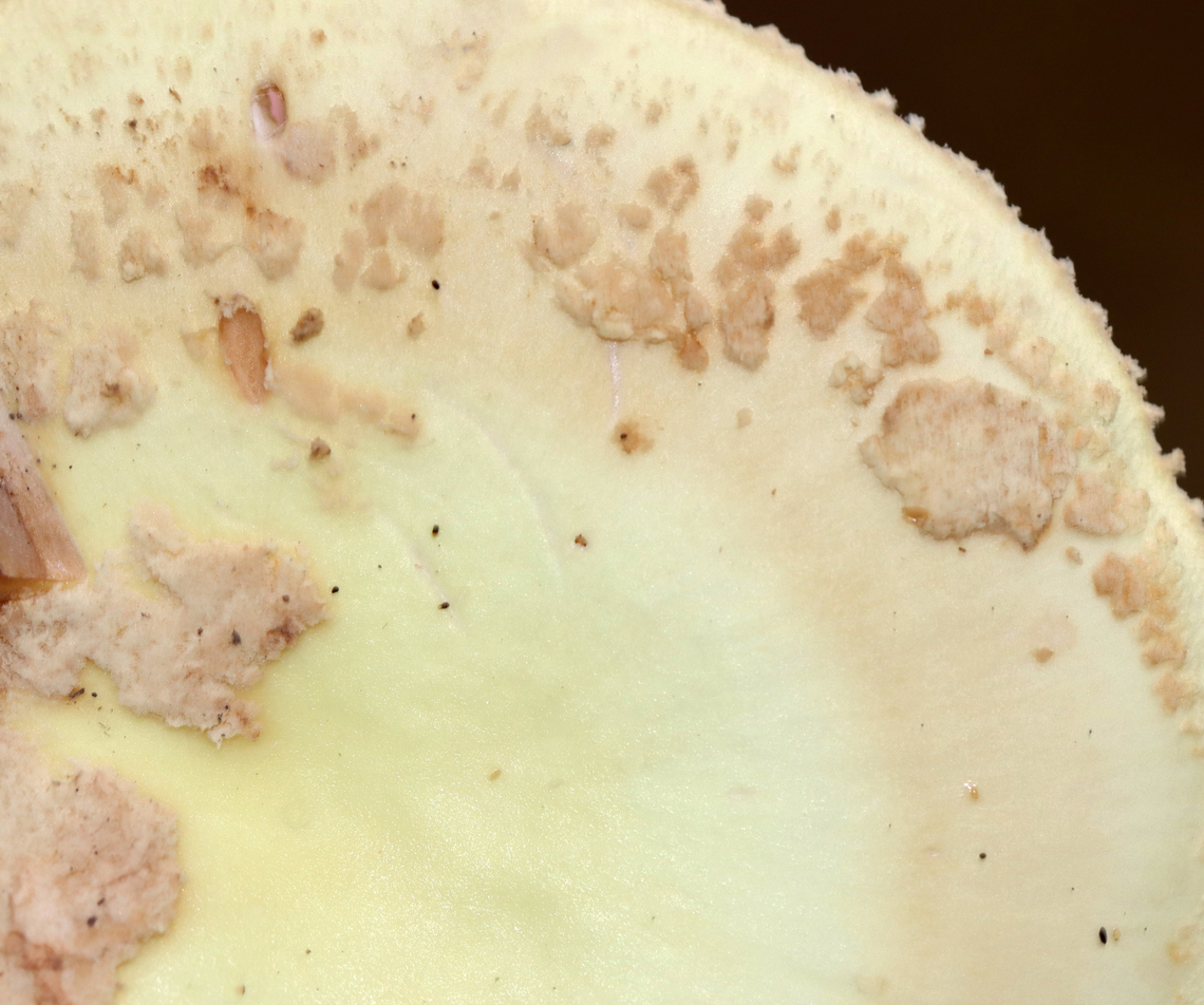 Coker's Lavender Staining Amanita - Amanita lavendula group Habitat: Growing on the ground in a mixed forest<br />
<figure class="photo"><a href="https://www.jungledragon.com/image/144016/cokers_lavender_staining_amanita_-_amanita_lavendula_group.html" title="Coker&#039;s Lavender Staining Amanita - Amanita lavendula group"><img src="https://s3.amazonaws.com/media.jungledragon.com/images/3232/144016_thumb.jpg?AWSAccessKeyId=05GMT0V3GWVNE7GGM1R2&Expires=1759968010&Signature=TruosJpwhFPTvDD7TJbXsx2nndM%3D" width="90" height="152" alt="Coker&#039;s Lavender Staining Amanita - Amanita lavendula group Habitat: Growing on the ground in a mixed forest<br />
https://www.jungledragon.com/image/144016/cokers_lavender_staining_amanita_-_amanita_lavendula_group.html<br />
https://www.jungledragon.com/image/144018/cokers_lavender_staining_amanita_-_amanita_lavendula_group.html<br />
https://www.jungledragon.com/image/144017/cokers_lavender_staining_amanita_-_amanita_lavendula_group.html Amanita lavendula,Coker&#039;s Lavender Staining Amanita,Fall,Geotagged,United States" /></a></figure><br />
<figure class="photo"><a href="https://www.jungledragon.com/image/144018/cokers_lavender_staining_amanita_-_amanita_lavendula_group.html" title="Coker&#039;s Lavender Staining Amanita - Amanita lavendula group"><img src="https://s3.amazonaws.com/media.jungledragon.com/images/3232/144018_thumb.jpg?AWSAccessKeyId=05GMT0V3GWVNE7GGM1R2&Expires=1759968010&Signature=0%2BE6OvJfMD2DWjYMJ1sGid95SNg%3D" width="120" height="152" alt="Coker&#039;s Lavender Staining Amanita - Amanita lavendula group Habitat: Growing on the ground in a mixed forest<br />
https://www.jungledragon.com/image/144016/cokers_lavender_staining_amanita_-_amanita_lavendula_group.html<br />
https://www.jungledragon.com/image/144018/cokers_lavender_staining_amanita_-_amanita_lavendula_group.html<br />
https://www.jungledragon.com/image/144017/cokers_lavender_staining_amanita_-_amanita_lavendula_group.html Amanita lavendula,Coker&#039;s Lavender Staining Amanita,Fall,Geotagged,United States,amanita,fungus,mushroom" /></a></figure><br />
<figure class="photo"><a href="https://www.jungledragon.com/image/144017/cokers_lavender_staining_amanita_-_amanita_lavendula_group.html" title="Coker&#039;s Lavender Staining Amanita - Amanita lavendula group"><img src="https://s3.amazonaws.com/media.jungledragon.com/images/3232/144017_thumb.jpg?AWSAccessKeyId=05GMT0V3GWVNE7GGM1R2&Expires=1759968010&Signature=3KITBs0x2Jjk%2BFrHta2%2Fx0UBeG4%3D" width="200" height="168" alt="Coker&#039;s Lavender Staining Amanita - Amanita lavendula group Habitat: Growing on the ground in a mixed forest<br />
https://www.jungledragon.com/image/144016/cokers_lavender_staining_amanita_-_amanita_lavendula_group.html<br />
https://www.jungledragon.com/image/144018/cokers_lavender_staining_amanita_-_amanita_lavendula_group.html<br />
https://www.jungledragon.com/image/144017/cokers_lavender_staining_amanita_-_amanita_lavendula_group.html Amanita lavendula,Coker&#039;s Lavender Staining Amanita,Fall,Geotagged,United States" /></a></figure> Amanita lavendula,Coker's Lavender Staining Amanita,Fall,Geotagged,United States
