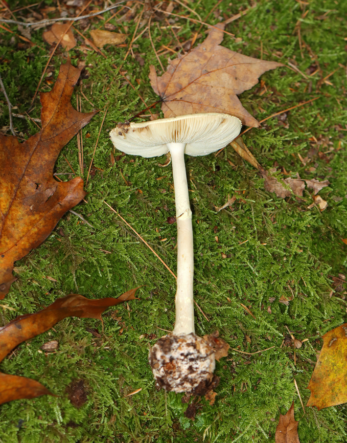 Coker's Lavender Staining Amanita - Amanita lavendula group Habitat: Growing on the ground in a mixed forest<br />
<figure class="photo"><a href="https://www.jungledragon.com/image/144016/cokers_lavender_staining_amanita_-_amanita_lavendula_group.html" title="Coker&#039;s Lavender Staining Amanita - Amanita lavendula group"><img src="https://s3.amazonaws.com/media.jungledragon.com/images/3232/144016_thumb.jpg?AWSAccessKeyId=05GMT0V3GWVNE7GGM1R2&Expires=1759968010&Signature=TruosJpwhFPTvDD7TJbXsx2nndM%3D" width="90" height="152" alt="Coker&#039;s Lavender Staining Amanita - Amanita lavendula group Habitat: Growing on the ground in a mixed forest<br />
https://www.jungledragon.com/image/144016/cokers_lavender_staining_amanita_-_amanita_lavendula_group.html<br />
https://www.jungledragon.com/image/144018/cokers_lavender_staining_amanita_-_amanita_lavendula_group.html<br />
https://www.jungledragon.com/image/144017/cokers_lavender_staining_amanita_-_amanita_lavendula_group.html Amanita lavendula,Coker&#039;s Lavender Staining Amanita,Fall,Geotagged,United States" /></a></figure><br />
<figure class="photo"><a href="https://www.jungledragon.com/image/144018/cokers_lavender_staining_amanita_-_amanita_lavendula_group.html" title="Coker&#039;s Lavender Staining Amanita - Amanita lavendula group"><img src="https://s3.amazonaws.com/media.jungledragon.com/images/3232/144018_thumb.jpg?AWSAccessKeyId=05GMT0V3GWVNE7GGM1R2&Expires=1759968010&Signature=0%2BE6OvJfMD2DWjYMJ1sGid95SNg%3D" width="120" height="152" alt="Coker&#039;s Lavender Staining Amanita - Amanita lavendula group Habitat: Growing on the ground in a mixed forest<br />
https://www.jungledragon.com/image/144016/cokers_lavender_staining_amanita_-_amanita_lavendula_group.html<br />
https://www.jungledragon.com/image/144018/cokers_lavender_staining_amanita_-_amanita_lavendula_group.html<br />
https://www.jungledragon.com/image/144017/cokers_lavender_staining_amanita_-_amanita_lavendula_group.html Amanita lavendula,Coker&#039;s Lavender Staining Amanita,Fall,Geotagged,United States,amanita,fungus,mushroom" /></a></figure><br />
<figure class="photo"><a href="https://www.jungledragon.com/image/144017/cokers_lavender_staining_amanita_-_amanita_lavendula_group.html" title="Coker&#039;s Lavender Staining Amanita - Amanita lavendula group"><img src="https://s3.amazonaws.com/media.jungledragon.com/images/3232/144017_thumb.jpg?AWSAccessKeyId=05GMT0V3GWVNE7GGM1R2&Expires=1759968010&Signature=3KITBs0x2Jjk%2BFrHta2%2Fx0UBeG4%3D" width="200" height="168" alt="Coker&#039;s Lavender Staining Amanita - Amanita lavendula group Habitat: Growing on the ground in a mixed forest<br />
https://www.jungledragon.com/image/144016/cokers_lavender_staining_amanita_-_amanita_lavendula_group.html<br />
https://www.jungledragon.com/image/144018/cokers_lavender_staining_amanita_-_amanita_lavendula_group.html<br />
https://www.jungledragon.com/image/144017/cokers_lavender_staining_amanita_-_amanita_lavendula_group.html Amanita lavendula,Coker&#039;s Lavender Staining Amanita,Fall,Geotagged,United States" /></a></figure> Amanita lavendula,Coker's Lavender Staining Amanita,Fall,Geotagged,United States,amanita,fungus,mushroom