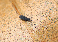 Springtail - Hypogastrura nivicola Springtails get their name from a special appendage on their abdomens. This appendage, called the furcula enables springtails to jump through the air nearly 100 times the length of their own bodies. They mate during spring and can lay hundreds of eggs. Since they are immune to the cold, they are often seen in late winter/early spring once the snow begins to melt.<br />
<br />
Habitat: Deciduous forest<br />
https://www.jungledragon.com/image/144066/springtail_-_hypogastrura_nivicola.html Geotagged,Hypogastrura nivicola,Snow flea,Spring,United States