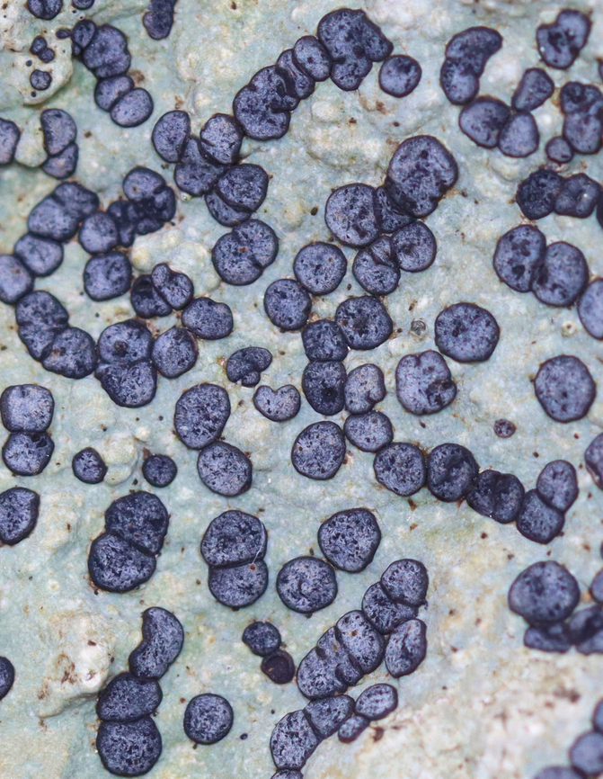 Smokey-eyed Boulder Lichen - Porpidia albocaerulescens Substrate: Rock Geotagged,Porpidia,Porpidia albocaerulescens,Smokey-eyed Boulder Lichen,Spring,United States,lichen