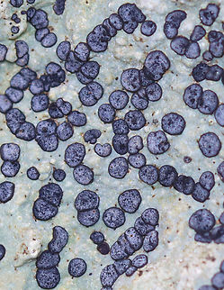 Smokey-eyed Boulder Lichen - Porpidia albocaerulescens Substrate: Rock Geotagged,Porpidia,Porpidia albocaerulescens,Smokey-eyed Boulder Lichen,Spring,United States,lichen