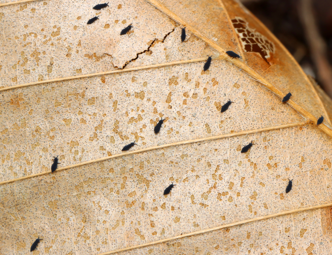 Springtail - Hypogastrura nivicola Springtails get their name from a special appendage on their abdomens. This appendage, called the furcula enables springtails to jump through the air nearly 100 times the length of their own bodies. They mate during spring and can lay hundreds of eggs. Since they are immune to the cold, they are often seen in late winter/early spring once the snow begins to melt.<br />
<br />
Habitat: Deciduous forest<br />
<figure class="photo"><a href="https://www.jungledragon.com/image/144064/springtail_-_hypogastrura_nivicola.html" title="Springtail - Hypogastrura nivicola"><img src="https://s3.amazonaws.com/media.jungledragon.com/images/3232/144064_thumb.jpg?AWSAccessKeyId=05GMT0V3GWVNE7GGM1R2&Expires=1767225610&Signature=LIkoklF17JbwtFhopnkeCBX43TM%3D" width="200" height="150" alt="Springtail - Hypogastrura nivicola Springtails get their name from a special appendage on their abdomens. This appendage, called the furcula enables springtails to jump through the air nearly 100 times the length of their own bodies. They mate during spring and can lay hundreds of eggs. Since they are immune to the cold, they are often seen in late winter/early spring once the snow begins to melt.<br />
<br />
Habitat: Deciduous forest<br />
https://www.jungledragon.com/image/144066/springtail_-_hypogastrura_nivicola.html Geotagged,Hypogastrura nivicola,Snow flea,Spring,United States" /></a></figure> Collembola,Geotagged,Hypogastrura nivicola,Snow flea,Spring,Springtail,United States,hypogastrura