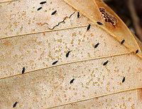 Springtail - Hypogastrura nivicola Springtails get their name from a special appendage on their abdomens. This appendage, called the furcula enables springtails to jump through the air nearly 100 times the length of their own bodies. They mate during spring and can lay hundreds of eggs. Since they are immune to the cold, they are often seen in late winter/early spring once the snow begins to melt.<br />
<br />
Habitat: Deciduous forest<br />
https://www.jungledragon.com/image/144064/springtail_-_hypogastrura_nivicola.html Collembola,Geotagged,Hypogastrura nivicola,Snow flea,Spring,Springtail,United States,hypogastrura