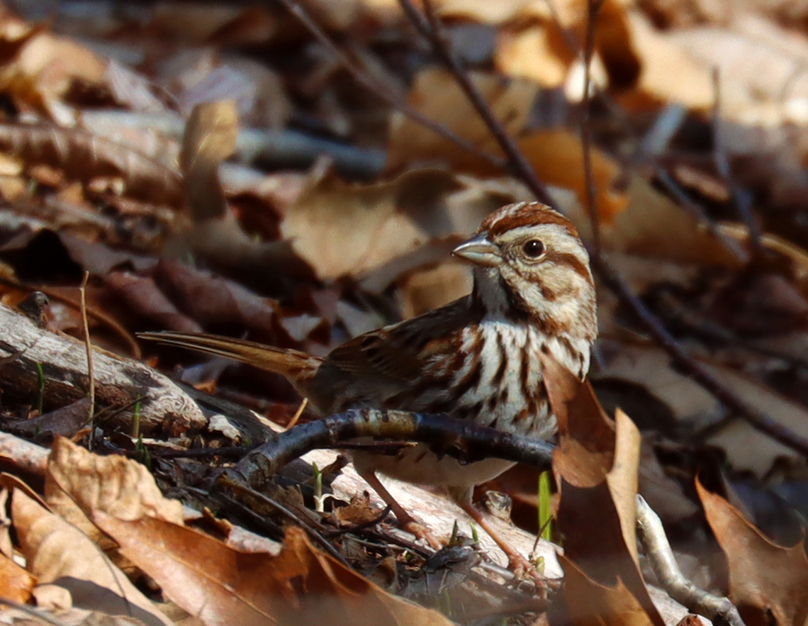 Song Sparrow - Melospiza melodia Habitat: Deciduous forest<br />
<figure class="photo"><a href="https://www.jungledragon.com/image/144067/song_sparrow_-_melospiza_melodia.html" title="Song Sparrow - Melospiza melodia"><img src="https://s3.amazonaws.com/media.jungledragon.com/images/3232/144067_thumb.jpg?AWSAccessKeyId=05GMT0V3GWVNE7GGM1R2&Expires=1759968010&Signature=sSowuH%2FpgxS0RhbZJLPDGZvgn%2B0%3D" width="200" height="156" alt="Song Sparrow - Melospiza melodia Habitat: Deciduous forest<br />
https://www.jungledragon.com/image/144067/song_sparrow_-_melospiza_melodia.html<br />
https://www.jungledragon.com/image/144070/song_sparrow_-_melospiza_melodia.html<br />
https://www.jungledragon.com/image/144068/song_sparrow_-_melospiza_melodia.html Geotagged,Melospiza melodia,Song Sparrow,Spring,United States" /></a></figure><br />
<figure class="photo"><a href="https://www.jungledragon.com/image/144070/song_sparrow_-_melospiza_melodia.html" title="Song Sparrow - Melospiza melodia"><img src="https://s3.amazonaws.com/media.jungledragon.com/images/3232/144070_thumb.jpg?AWSAccessKeyId=05GMT0V3GWVNE7GGM1R2&Expires=1759968010&Signature=3e189jQGw9wlksZLksx9Ygp0d60%3D" width="200" height="142" alt="Song Sparrow - Melospiza melodia Habitat: Deciduous forest<br />
https://www.jungledragon.com/image/144067/song_sparrow_-_melospiza_melodia.html<br />
https://www.jungledragon.com/image/144070/song_sparrow_-_melospiza_melodia.html<br />
https://www.jungledragon.com/image/144068/song_sparrow_-_melospiza_melodia.html Geotagged,Melospiza melodia,Song Sparrow,Spring,United States" /></a></figure><br />
<figure class="photo"><a href="https://www.jungledragon.com/image/144068/song_sparrow_-_melospiza_melodia.html" title="Song Sparrow - Melospiza melodia"><img src="https://s3.amazonaws.com/media.jungledragon.com/images/3232/144068_thumb.jpg?AWSAccessKeyId=05GMT0V3GWVNE7GGM1R2&Expires=1759968010&Signature=IHeTAcD3C766CuJGaJGV9b8FVXo%3D" width="200" height="148" alt="Song Sparrow - Melospiza melodia Habitat: Deciduous forest<br />
https://www.jungledragon.com/image/144067/song_sparrow_-_melospiza_melodia.html<br />
https://www.jungledragon.com/image/144070/song_sparrow_-_melospiza_melodia.html<br />
https://www.jungledragon.com/image/144068/song_sparrow_-_melospiza_melodia.html Geotagged,Melospiza,Melospiza melodia,Song Sparrow,Spring,United States,sparrow" /></a></figure> Geotagged,Melospiza melodia,Song Sparrow,Spring,United States