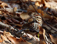 Song Sparrow - Melospiza melodia Habitat: Deciduous forest<br />
https://www.jungledragon.com/image/144067/song_sparrow_-_melospiza_melodia.html<br />
https://www.jungledragon.com/image/144070/song_sparrow_-_melospiza_melodia.html<br />
https://www.jungledragon.com/image/144068/song_sparrow_-_melospiza_melodia.html Geotagged,Melospiza melodia,Song Sparrow,Spring,United States