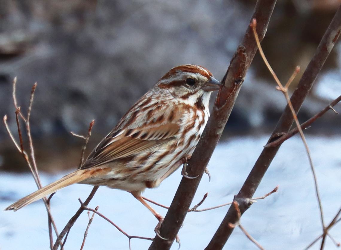 Song Sparrow - Melospiza melodia Habitat: Deciduous forest<br />
<figure class="photo"><a href="https://www.jungledragon.com/image/144067/song_sparrow_-_melospiza_melodia.html" title="Song Sparrow - Melospiza melodia"><img src="https://s3.amazonaws.com/media.jungledragon.com/images/3232/144067_thumb.jpg?AWSAccessKeyId=05GMT0V3GWVNE7GGM1R2&Expires=1767225610&Signature=iAvQIM6Fze1OO0t2bPYn2gEN0zQ%3D" width="200" height="156" alt="Song Sparrow - Melospiza melodia Habitat: Deciduous forest<br />
https://www.jungledragon.com/image/144067/song_sparrow_-_melospiza_melodia.html<br />
https://www.jungledragon.com/image/144070/song_sparrow_-_melospiza_melodia.html<br />
https://www.jungledragon.com/image/144068/song_sparrow_-_melospiza_melodia.html Geotagged,Melospiza melodia,Song Sparrow,Spring,United States" /></a></figure><br />
<figure class="photo"><a href="https://www.jungledragon.com/image/144070/song_sparrow_-_melospiza_melodia.html" title="Song Sparrow - Melospiza melodia"><img src="https://s3.amazonaws.com/media.jungledragon.com/images/3232/144070_thumb.jpg?AWSAccessKeyId=05GMT0V3GWVNE7GGM1R2&Expires=1767225610&Signature=wCGLmn13z0R47grI3c8A48idCk8%3D" width="200" height="142" alt="Song Sparrow - Melospiza melodia Habitat: Deciduous forest<br />
https://www.jungledragon.com/image/144067/song_sparrow_-_melospiza_melodia.html<br />
https://www.jungledragon.com/image/144070/song_sparrow_-_melospiza_melodia.html<br />
https://www.jungledragon.com/image/144068/song_sparrow_-_melospiza_melodia.html Geotagged,Melospiza melodia,Song Sparrow,Spring,United States" /></a></figure><br />
<figure class="photo"><a href="https://www.jungledragon.com/image/144068/song_sparrow_-_melospiza_melodia.html" title="Song Sparrow - Melospiza melodia"><img src="https://s3.amazonaws.com/media.jungledragon.com/images/3232/144068_thumb.jpg?AWSAccessKeyId=05GMT0V3GWVNE7GGM1R2&Expires=1767225610&Signature=iwoVsekIBgc%2FPw4KOXiE6hNI9yk%3D" width="200" height="148" alt="Song Sparrow - Melospiza melodia Habitat: Deciduous forest<br />
https://www.jungledragon.com/image/144067/song_sparrow_-_melospiza_melodia.html<br />
https://www.jungledragon.com/image/144070/song_sparrow_-_melospiza_melodia.html<br />
https://www.jungledragon.com/image/144068/song_sparrow_-_melospiza_melodia.html Geotagged,Melospiza,Melospiza melodia,Song Sparrow,Spring,United States,sparrow" /></a></figure> Geotagged,Melospiza,Melospiza melodia,Song Sparrow,Spring,United States,sparrow
