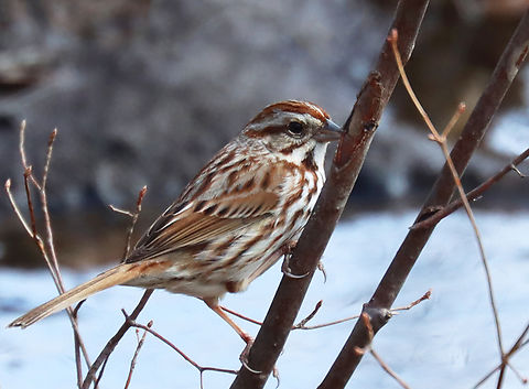 Song Sparrow - Melospiza melodia Habitat: Deciduous forest
https://www.jungledragon.com/image/144067/song_sparrow_-_melospiza_melodia.html
https://www.jungledragon.com/image/144070/song_sparrow_-_melospiza_melodia.html
https://www.jungledragon.com/image/144068/song_sparrow_-_melospiza_melodia.html Geotagged,Melospiza,Melospiza melodia,Song Sparrow,Spring,United States,sparrow
