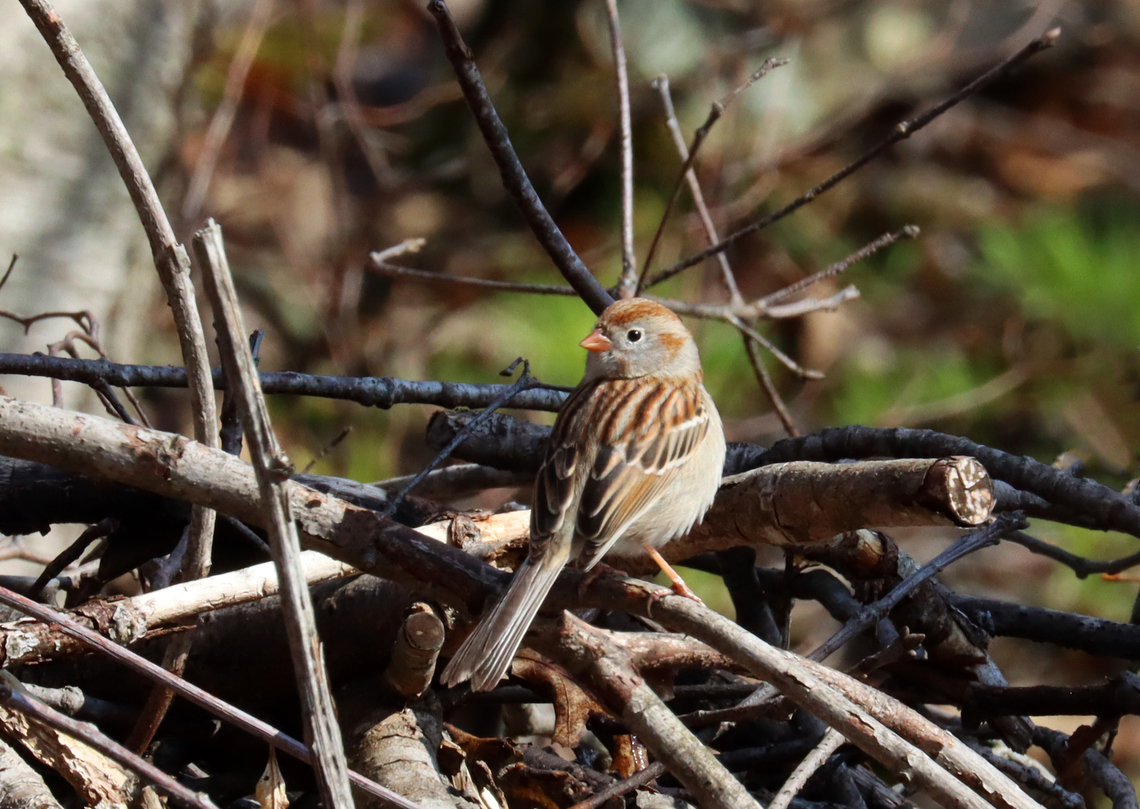 Field Sparrow - Spizella pusilla Habitat: Brush pile bordering a meadow Field sparrow,Geotagged,Spizella,Spizella pusilla,Spring,United States,bird,sparrow