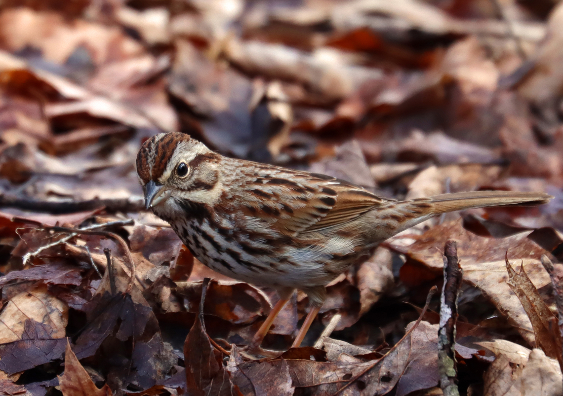 Song Sparrow - Melospiza melodia Habitat: Deciduous forest<br />
<figure class="photo"><a href="https://www.jungledragon.com/image/144067/song_sparrow_-_melospiza_melodia.html" title="Song Sparrow - Melospiza melodia"><img src="https://s3.amazonaws.com/media.jungledragon.com/images/3232/144067_thumb.jpg?AWSAccessKeyId=05GMT0V3GWVNE7GGM1R2&Expires=1759968010&Signature=sSowuH%2FpgxS0RhbZJLPDGZvgn%2B0%3D" width="200" height="156" alt="Song Sparrow - Melospiza melodia Habitat: Deciduous forest<br />
https://www.jungledragon.com/image/144067/song_sparrow_-_melospiza_melodia.html<br />
https://www.jungledragon.com/image/144070/song_sparrow_-_melospiza_melodia.html<br />
https://www.jungledragon.com/image/144068/song_sparrow_-_melospiza_melodia.html Geotagged,Melospiza melodia,Song Sparrow,Spring,United States" /></a></figure><br />
<figure class="photo"><a href="https://www.jungledragon.com/image/144070/song_sparrow_-_melospiza_melodia.html" title="Song Sparrow - Melospiza melodia"><img src="https://s3.amazonaws.com/media.jungledragon.com/images/3232/144070_thumb.jpg?AWSAccessKeyId=05GMT0V3GWVNE7GGM1R2&Expires=1759968010&Signature=3e189jQGw9wlksZLksx9Ygp0d60%3D" width="200" height="142" alt="Song Sparrow - Melospiza melodia Habitat: Deciduous forest<br />
https://www.jungledragon.com/image/144067/song_sparrow_-_melospiza_melodia.html<br />
https://www.jungledragon.com/image/144070/song_sparrow_-_melospiza_melodia.html<br />
https://www.jungledragon.com/image/144068/song_sparrow_-_melospiza_melodia.html Geotagged,Melospiza melodia,Song Sparrow,Spring,United States" /></a></figure><br />
<figure class="photo"><a href="https://www.jungledragon.com/image/144068/song_sparrow_-_melospiza_melodia.html" title="Song Sparrow - Melospiza melodia"><img src="https://s3.amazonaws.com/media.jungledragon.com/images/3232/144068_thumb.jpg?AWSAccessKeyId=05GMT0V3GWVNE7GGM1R2&Expires=1759968010&Signature=IHeTAcD3C766CuJGaJGV9b8FVXo%3D" width="200" height="148" alt="Song Sparrow - Melospiza melodia Habitat: Deciduous forest<br />
https://www.jungledragon.com/image/144067/song_sparrow_-_melospiza_melodia.html<br />
https://www.jungledragon.com/image/144070/song_sparrow_-_melospiza_melodia.html<br />
https://www.jungledragon.com/image/144068/song_sparrow_-_melospiza_melodia.html Geotagged,Melospiza,Melospiza melodia,Song Sparrow,Spring,United States,sparrow" /></a></figure> Geotagged,Melospiza melodia,Song Sparrow,Spring,United States