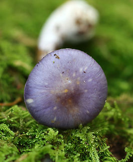 Spotted Cort - Cortinarius iodes Habitat: Mixed forest
https://www.jungledragon.com/image/144072/spotted_cort_-_cortinarius_iodes.html Cortinarius iodes,Fall,Geotagged,Spotted cort,United States