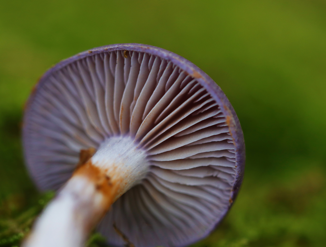 Spotted Cort - Cortinarius iodes Habitat: Mixed forest<br />
<figure class="photo"><a href="https://www.jungledragon.com/image/144071/spotted_cort_-_cortinarius_iodes.html" title="Spotted Cort - Cortinarius iodes"><img src="https://s3.amazonaws.com/media.jungledragon.com/images/3232/144071_thumb.jpg?AWSAccessKeyId=05GMT0V3GWVNE7GGM1R2&Expires=1767225610&Signature=yTpSYmLxuQDz1R2LV%2BQ4fw4tV%2B8%3D" width="126" height="152" alt="Spotted Cort - Cortinarius iodes Habitat: Mixed forest<br />
https://www.jungledragon.com/image/144072/spotted_cort_-_cortinarius_iodes.html Cortinarius iodes,Fall,Geotagged,Spotted cort,United States" /></a></figure> Cortinarius iodes,Fall,Geotagged,Spotted cort,United States,cort,cortinarius,fungus,mushroom