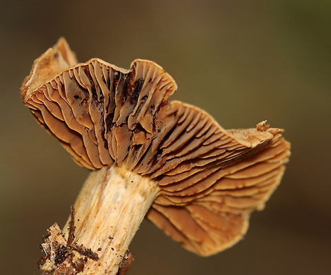 Webcap - Cortinarius sp. Yet another cort that I can't ID!

Habitat: Mixed forest Cortinarius,Fall,Geotagged,United States,fungus,mushroom,webcap