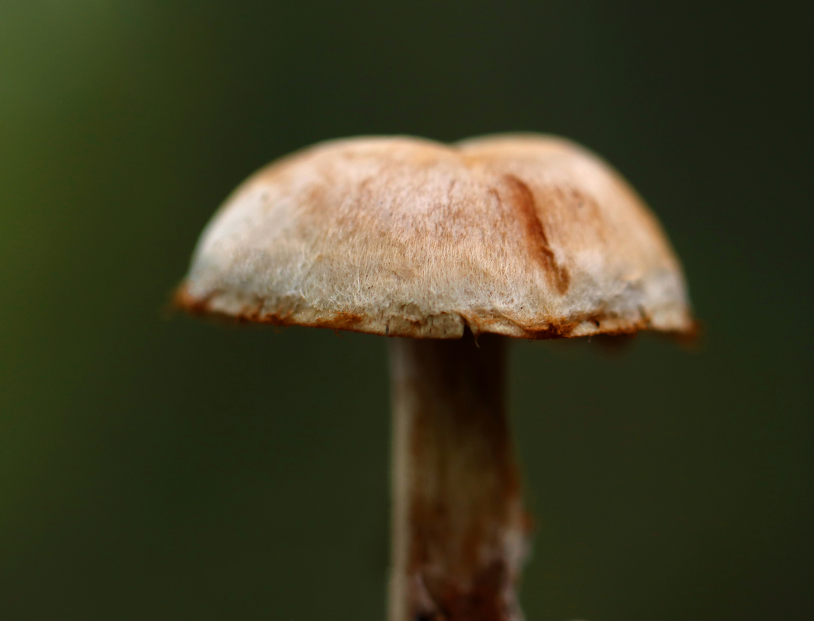 Webcap - Cortinarius sp. This mushroom was very fibrillose. Maybe it could be Cortinarius armillatus, but I have no clue.<br />
<br />
Habitat: Mixed forest<br />
<figure class="photo"><a href="https://www.jungledragon.com/image/144106/webcap_-_cortinarius_sp.html" title="Webcap - Cortinarius sp."><img src="https://s3.amazonaws.com/media.jungledragon.com/images/3232/144106_thumb.jpg?AWSAccessKeyId=05GMT0V3GWVNE7GGM1R2&Expires=1765411210&Signature=c02fviWQv%2Bo8Kfd153SjFROrgYE%3D" width="114" height="152" alt="Webcap - Cortinarius sp. This mushroom was very fibrillose. Maybe it could be Cortinarius armillatus, but I have no clue.<br />
<br />
Habitat: Mixed forest<br />
https://www.jungledragon.com/image/144102/webcap_-_cortinarius_sp.html Fall,Geotagged,United States" /></a></figure> Fall,Geotagged,United States,cort,cortinarius,fungus,mushroom,webcap