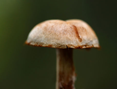 Webcap - Cortinarius sp. This mushroom was very fibrillose. Maybe it could be Cortinarius armillatus, but I have no clue.

Habitat: Mixed forest
https://www.jungledragon.com/image/144106/webcap_-_cortinarius_sp.html Fall,Geotagged,United States,cort,cortinarius,fungus,mushroom,webcap