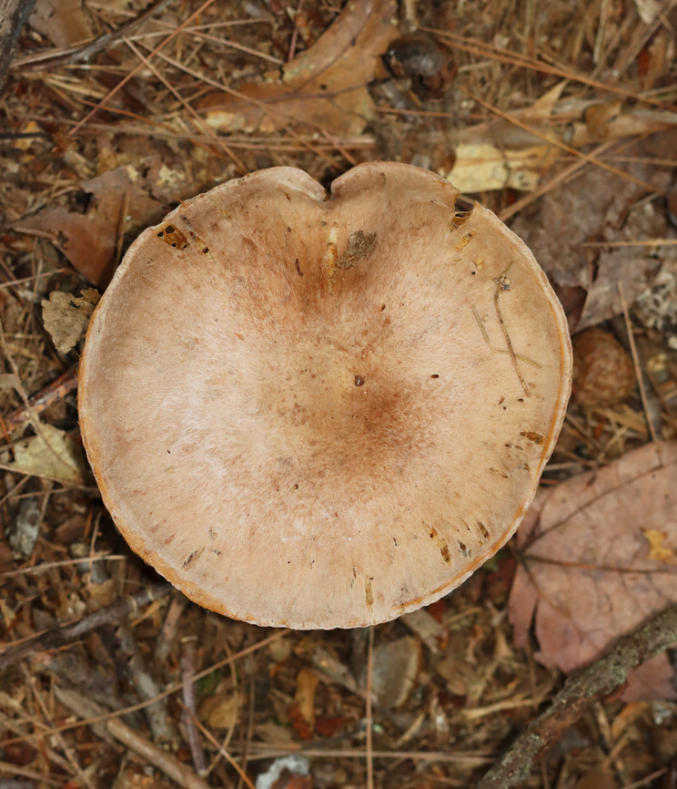 Red-banded Cortinarius - Cortinarius armillatus *Tentative ID<br />
<br />
Habitat: Mixed forest<br />
<figure class="photo"><a href="https://www.jungledragon.com/image/144104/red-banded_cortinarius_-_cortinarius_armillatus.html" title="Red-banded Cortinarius - Cortinarius armillatus"><img src="https://s3.amazonaws.com/media.jungledragon.com/images/3232/144104_thumb.jpg?AWSAccessKeyId=05GMT0V3GWVNE7GGM1R2&Expires=1759968010&Signature=GclanCf9rrhgAZ6CVaxjrWJaIoU%3D" width="200" height="156" alt="Red-banded Cortinarius - Cortinarius armillatus *Tentative ID<br />
<br />
Habitat: Mixed forest<br />
https://www.jungledragon.com/image/144104/red-banded_cortinarius_-_cortinarius_armillatus.html<br />
https://www.jungledragon.com/image/144103/red-banded_cortinarius_-_cortinarius_armillatus.html<br />
https://www.jungledragon.com/image/144105/red-banded_cortinarius_-_cortinarius_armillatus.html Cortinarius armillatus,Fall,Geotagged,Red-banded Cortinarius,United States" /></a></figure><br />
<figure class="photo"><a href="https://www.jungledragon.com/image/144103/red-banded_cortinarius_-_cortinarius_armillatus.html" title="Red-banded Cortinarius - Cortinarius armillatus"><img src="https://s3.amazonaws.com/media.jungledragon.com/images/3232/144103_thumb.jpg?AWSAccessKeyId=05GMT0V3GWVNE7GGM1R2&Expires=1759968010&Signature=P%2FyoN6BYcAWGPbozMnFRQAoAQe8%3D" width="132" height="152" alt="Red-banded Cortinarius - Cortinarius armillatus *Tentative ID<br />
<br />
Habitat: Mixed forest<br />
https://www.jungledragon.com/image/144104/red-banded_cortinarius_-_cortinarius_armillatus.html<br />
https://www.jungledragon.com/image/144103/red-banded_cortinarius_-_cortinarius_armillatus.html<br />
https://www.jungledragon.com/image/144105/red-banded_cortinarius_-_cortinarius_armillatus.html Cortinarius armillatus,Fall,Geotagged,Red-banded Cortinarius,United States,cortinarius,fungus,mushroom" /></a></figure><br />
<figure class="photo"><a href="https://www.jungledragon.com/image/144105/red-banded_cortinarius_-_cortinarius_armillatus.html" title="Red-banded Cortinarius - Cortinarius armillatus"><img src="https://s3.amazonaws.com/media.jungledragon.com/images/3232/144105_thumb.jpg?AWSAccessKeyId=05GMT0V3GWVNE7GGM1R2&Expires=1759968010&Signature=%2F2rys9Bm6s0%2BEQSbwxsa2zUUb%2BY%3D" width="200" height="134" alt="Red-banded Cortinarius - Cortinarius armillatus *Tentative ID<br />
<br />
Habitat: Mixed forest<br />
https://www.jungledragon.com/image/144104/red-banded_cortinarius_-_cortinarius_armillatus.html<br />
https://www.jungledragon.com/image/144103/red-banded_cortinarius_-_cortinarius_armillatus.html<br />
https://www.jungledragon.com/image/144105/red-banded_cortinarius_-_cortinarius_armillatus.html Cortinarius armillatus,Fall,Geotagged,Red-banded Cortinarius,United States" /></a></figure> Cortinarius armillatus,Fall,Geotagged,Red-banded Cortinarius,United States,cortinarius,fungus,mushroom