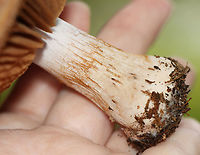 Red-banded Cortinarius - Cortinarius armillatus *Tentative ID<br />
<br />
Habitat: Mixed forest<br />
https://www.jungledragon.com/image/144104/red-banded_cortinarius_-_cortinarius_armillatus.html<br />
https://www.jungledragon.com/image/144103/red-banded_cortinarius_-_cortinarius_armillatus.html<br />
https://www.jungledragon.com/image/144105/red-banded_cortinarius_-_cortinarius_armillatus.html Cortinarius armillatus,Fall,Geotagged,Red-banded Cortinarius,United States