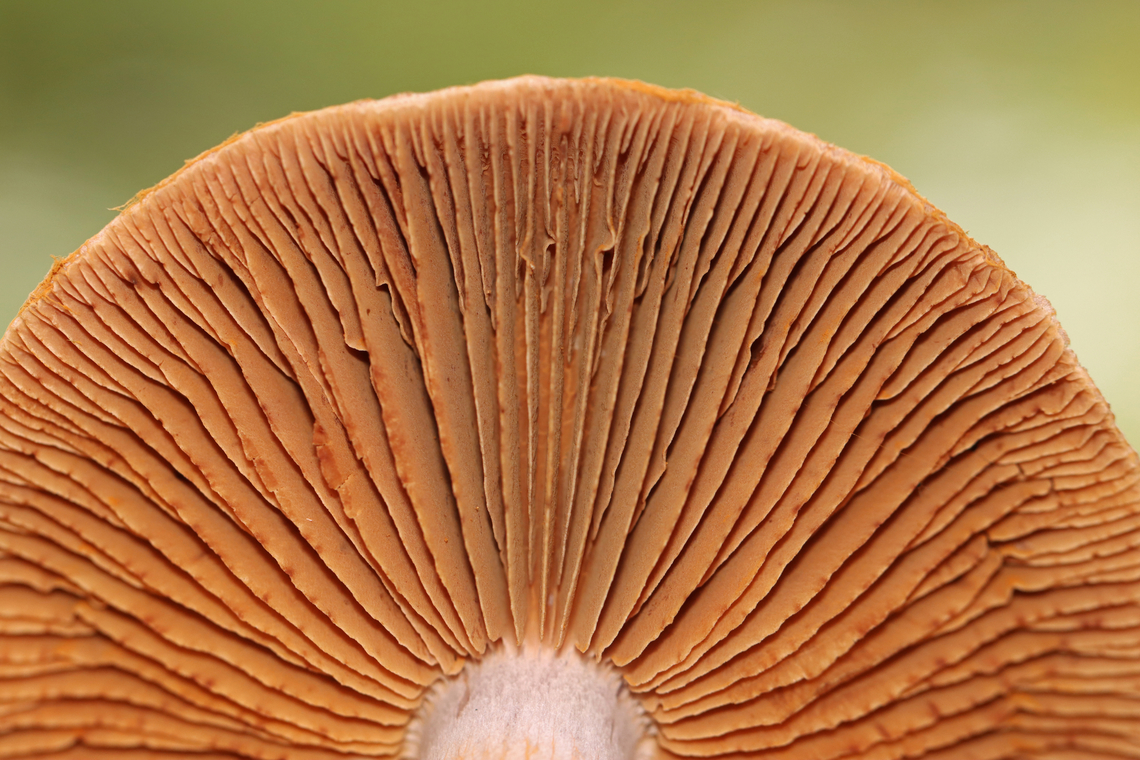 Red-banded Cortinarius - Cortinarius armillatus *Tentative ID<br />
<br />
Habitat: Mixed forest<br />
<figure class="photo"><a href="https://www.jungledragon.com/image/144104/red-banded_cortinarius_-_cortinarius_armillatus.html" title="Red-banded Cortinarius - Cortinarius armillatus"><img src="https://s3.amazonaws.com/media.jungledragon.com/images/3232/144104_thumb.jpg?AWSAccessKeyId=05GMT0V3GWVNE7GGM1R2&Expires=1767225610&Signature=oFDlMIKxkroy9z1O5XStDSGNUMk%3D" width="200" height="156" alt="Red-banded Cortinarius - Cortinarius armillatus *Tentative ID<br />
<br />
Habitat: Mixed forest<br />
https://www.jungledragon.com/image/144104/red-banded_cortinarius_-_cortinarius_armillatus.html<br />
https://www.jungledragon.com/image/144103/red-banded_cortinarius_-_cortinarius_armillatus.html<br />
https://www.jungledragon.com/image/144105/red-banded_cortinarius_-_cortinarius_armillatus.html Cortinarius armillatus,Fall,Geotagged,Red-banded Cortinarius,United States" /></a></figure><br />
<figure class="photo"><a href="https://www.jungledragon.com/image/144103/red-banded_cortinarius_-_cortinarius_armillatus.html" title="Red-banded Cortinarius - Cortinarius armillatus"><img src="https://s3.amazonaws.com/media.jungledragon.com/images/3232/144103_thumb.jpg?AWSAccessKeyId=05GMT0V3GWVNE7GGM1R2&Expires=1767225610&Signature=pTC1dW95UxrZU8M3VSid9Hg%2B2pA%3D" width="132" height="152" alt="Red-banded Cortinarius - Cortinarius armillatus *Tentative ID<br />
<br />
Habitat: Mixed forest<br />
https://www.jungledragon.com/image/144104/red-banded_cortinarius_-_cortinarius_armillatus.html<br />
https://www.jungledragon.com/image/144103/red-banded_cortinarius_-_cortinarius_armillatus.html<br />
https://www.jungledragon.com/image/144105/red-banded_cortinarius_-_cortinarius_armillatus.html Cortinarius armillatus,Fall,Geotagged,Red-banded Cortinarius,United States,cortinarius,fungus,mushroom" /></a></figure><br />
<figure class="photo"><a href="https://www.jungledragon.com/image/144105/red-banded_cortinarius_-_cortinarius_armillatus.html" title="Red-banded Cortinarius - Cortinarius armillatus"><img src="https://s3.amazonaws.com/media.jungledragon.com/images/3232/144105_thumb.jpg?AWSAccessKeyId=05GMT0V3GWVNE7GGM1R2&Expires=1767225610&Signature=mG8OiH0QEpbvd0IyOuAjEQHqyaE%3D" width="200" height="134" alt="Red-banded Cortinarius - Cortinarius armillatus *Tentative ID<br />
<br />
Habitat: Mixed forest<br />
https://www.jungledragon.com/image/144104/red-banded_cortinarius_-_cortinarius_armillatus.html<br />
https://www.jungledragon.com/image/144103/red-banded_cortinarius_-_cortinarius_armillatus.html<br />
https://www.jungledragon.com/image/144105/red-banded_cortinarius_-_cortinarius_armillatus.html Cortinarius armillatus,Fall,Geotagged,Red-banded Cortinarius,United States" /></a></figure> Cortinarius armillatus,Fall,Geotagged,Red-banded Cortinarius,United States