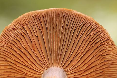 Red-banded Cortinarius - Cortinarius armillatus *Tentative ID

Habitat: Mixed forest
https://www.jungledragon.com/image/144104/red-banded_cortinarius_-_cortinarius_armillatus.html
https://www.jungledragon.com/image/144103/red-banded_cortinarius_-_cortinarius_armillatus.html
https://www.jungledragon.com/image/144105/red-banded_cortinarius_-_cortinarius_armillatus.html Cortinarius armillatus,Fall,Geotagged,Red-banded Cortinarius,United States