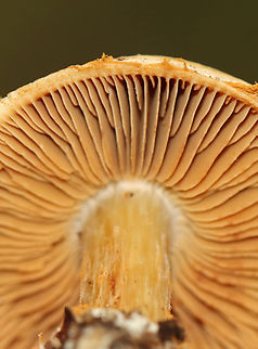 Webcap - Cortinarius sp. This mushroom was very fibrillose. Maybe it could be Cortinarius armillatus, but I have no clue.

Habitat: Mixed forest
https://www.jungledragon.com/image/144102/webcap_-_cortinarius_sp.html Fall,Geotagged,United States