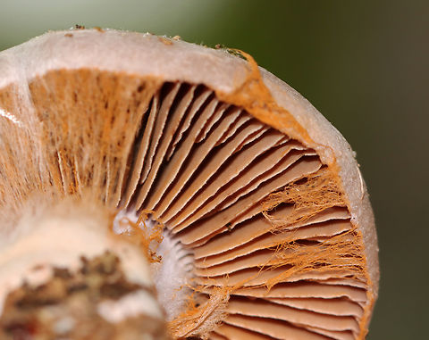 Webcap - Cortinarius alboviolaceus?? It doesn't fit the other photos of Cortinarius alboviolaceus that are on JD, but I am not sure what else it could be. Very confusing!

Habitat: Mixed forest
https://www.jungledragon.com/image/144107/webcap_-_cortinarius_alboviolaceus.html
https://www.jungledragon.com/image/144110/webcap_-_cortinarius_alboviolaceus.html
https://www.jungledragon.com/image/144109/webcap_-_cortinarius_alboviolaceus.html Cortinarius alboviolaceus,Fall,Geotagged,Silvery Violet Cort,United States