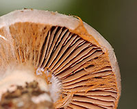 Webcap - Cortinarius alboviolaceus?? It doesn't fit the other photos of Cortinarius alboviolaceus that are on JD, but I am not sure what else it could be. Very confusing!<br />
<br />
Habitat: Mixed forest<br />
https://www.jungledragon.com/image/144107/webcap_-_cortinarius_alboviolaceus.html<br />
https://www.jungledragon.com/image/144110/webcap_-_cortinarius_alboviolaceus.html<br />
https://www.jungledragon.com/image/144109/webcap_-_cortinarius_alboviolaceus.html Cortinarius alboviolaceus,Fall,Geotagged,Silvery Violet Cort,United States
