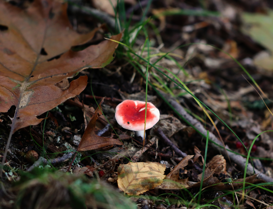 Mushroom - Russula sp. Habitat: Deciduous forest Fall,Geotagged,United States,fungus,mushroom,russula