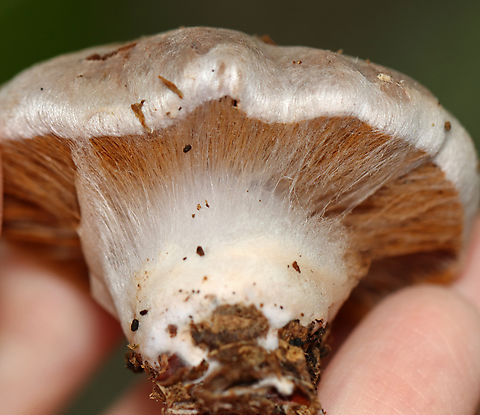 Webcap - Cortinarius alboviolaceus?? It doesn't fit the other photos of Cortinarius alboviolaceus that are on JD, but I am not sure what else it could be. Very confusing!

Habitat: Mixed forest
https://www.jungledragon.com/image/144107/webcap_-_cortinarius_alboviolaceus.html
https://www.jungledragon.com/image/144110/webcap_-_cortinarius_alboviolaceus.html
https://www.jungledragon.com/image/144109/webcap_-_cortinarius_alboviolaceus.html Cortinarius,Cortinarius alboviolaceus,Fall,Geotagged,Silvery Violet Cort,United States,fungus,mushroom,webcap