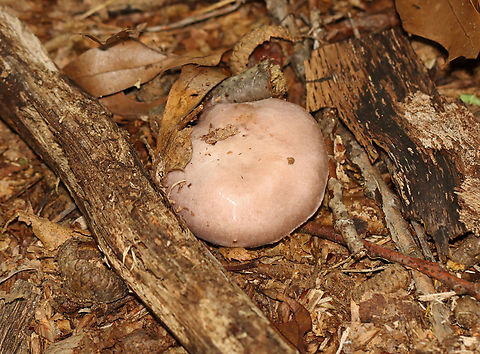 Webcap - Cortinarius alboviolaceus?? It doesn't fit the other photos of Cortinarius alboviolaceus that are on JD, but I am not sure what else it could be. Very confusing!

Habitat: Mixed forest
https://www.jungledragon.com/image/144107/webcap_-_cortinarius_alboviolaceus.html
https://www.jungledragon.com/image/144110/webcap_-_cortinarius_alboviolaceus.html
https://www.jungledragon.com/image/144109/webcap_-_cortinarius_alboviolaceus.html Cortinarius alboviolaceus,Fall,Geotagged,Silvery Violet Cort,United States