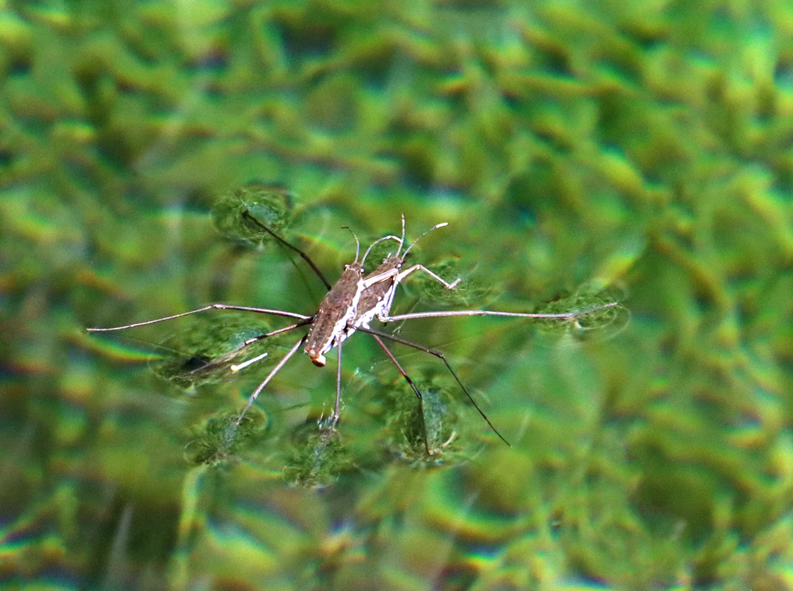 Water Striders - Aquarius remigis A lovely couple.<br />
<br />
Habitat: Small pond Aquarius,Aquarius remigis,Common Water Strider,Geotagged,Spring,United States,water striders