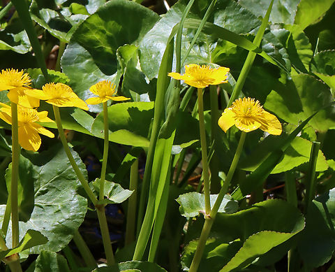 Marsh Marigold - Caltha palustris Habitat: Growing near a stream; mixed forest Caltha palustris,Geotagged,Marsh Marigold,Spring,United States,caltha