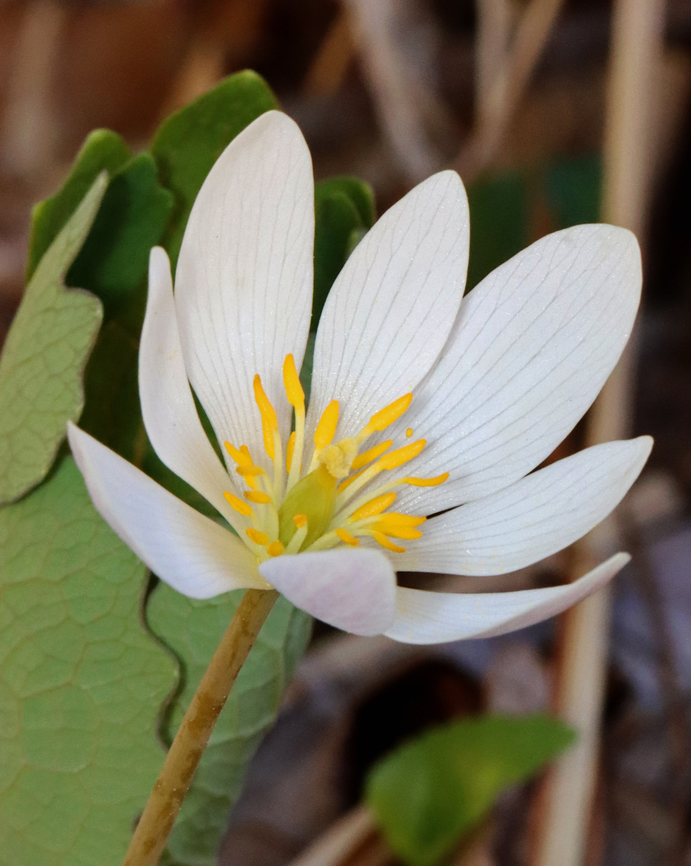 Bloodroot - Sanguinaria canadensis Habitat: Rocky, mixed forest<br />
<figure class="photo"><a href="https://www.jungledragon.com/image/144136/bloodroot_-_sanguinaria_canadensis.html" title="Bloodroot - Sanguinaria canadensis"><img src="https://s3.amazonaws.com/media.jungledragon.com/images/3232/144136_thumb.jpg?AWSAccessKeyId=05GMT0V3GWVNE7GGM1R2&Expires=1769040010&Signature=OtbjtI1D8%2BuX%2FxlKKc6AGfVr5TU%3D" width="114" height="152" alt="Bloodroot - Sanguinaria canadensis Habitat: Rocky, mixed forest<br />
https://www.jungledragon.com/image/144135/bloodroot_-_sanguinaria_canadensis.html Bloodroot,Geotagged,Sanguinaria canadensis,Spring,United States" /></a></figure> Bloodroot,Geotagged,Sanguinaria,Sanguinaria canadensis,Spring,United States