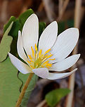 Bloodroot - Sanguinaria canadensis Habitat: Rocky, mixed forest<br />
https://www.jungledragon.com/image/144136/bloodroot_-_sanguinaria_canadensis.html Bloodroot,Geotagged,Sanguinaria,Sanguinaria canadensis,Spring,United States