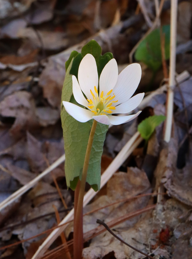 Bloodroot - Sanguinaria canadensis Habitat: Rocky, mixed forest<br />
<figure class="photo"><a href="https://www.jungledragon.com/image/144135/bloodroot_-_sanguinaria_canadensis.html" title="Bloodroot - Sanguinaria canadensis"><img src="https://s3.amazonaws.com/media.jungledragon.com/images/3232/144135_thumb.jpg?AWSAccessKeyId=05GMT0V3GWVNE7GGM1R2&Expires=1759968010&Signature=oBmwnt17Ads09HYAQHYgyJN5mYs%3D" width="122" height="152" alt="Bloodroot - Sanguinaria canadensis Habitat: Rocky, mixed forest<br />
https://www.jungledragon.com/image/144136/bloodroot_-_sanguinaria_canadensis.html Bloodroot,Geotagged,Sanguinaria,Sanguinaria canadensis,Spring,United States" /></a></figure> Bloodroot,Geotagged,Sanguinaria canadensis,Spring,United States