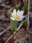 Bloodroot - Sanguinaria canadensis Habitat: Rocky, mixed forest<br />
https://www.jungledragon.com/image/144135/bloodroot_-_sanguinaria_canadensis.html Bloodroot,Geotagged,Sanguinaria canadensis,Spring,United States